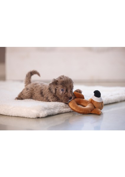 Beeztees Köpek Oyuncağı, Peluş, Kahverengi, 16X18X8,5CM fiyatları