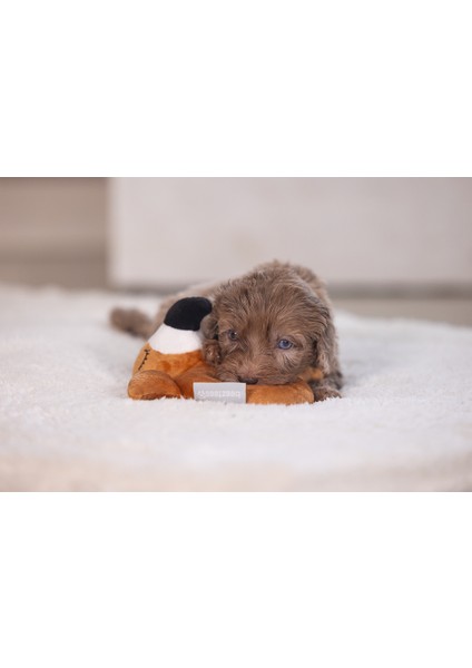 Beeztees Köpek Oyuncağı, Peluş, Kahverengi, 16X18X8,5CM fırsatları