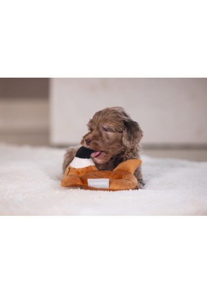 Beeztees Köpek Oyuncağı, Peluş, Kahverengi, 16X18X8,5CM indirimleri