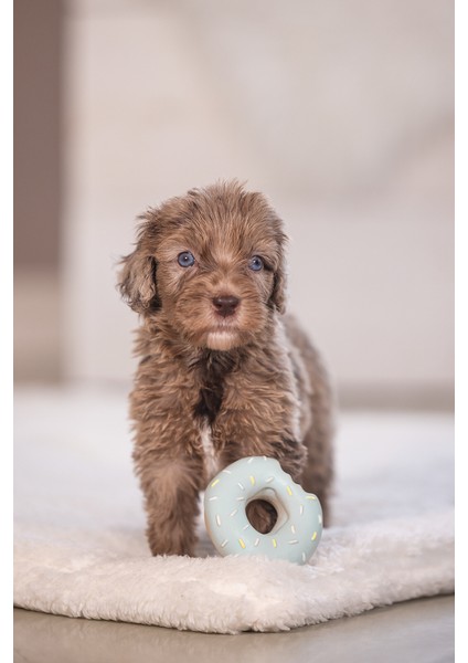Beeztees Köpek Oyuncağı, Sesli, Donut, Lateks, Çeşitli Renklerde, 7X7X3CM fiyatları