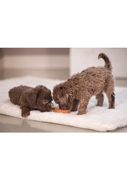 Beeztees Köpek Oyuncağı, Sesli, Donut, Lateks, Çeşitli Renklerde, 7X7X3CM modelleri