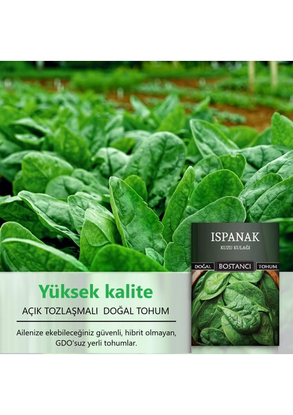 Yerli Kuzukulağı Ispanak Tohumu Doğal Yerli Tohum Pakette 100 gr 10000 Tohum fiyatları