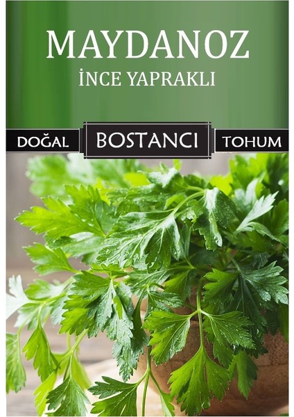 Yerli Ince Yapraklı Maydanoz Tohumu Doğal Yerli Tohum Pakette 500 gr 350000 Tohum