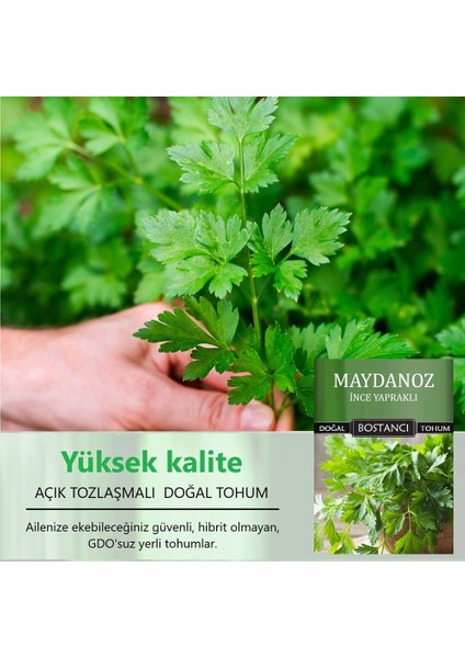 Yerli Ince Yapraklı Maydanoz Tohumu Doğal Yerli Tohum Pakette 500 gr 350000 Tohum fiyatları