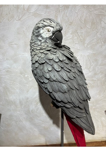 Papağan Kaideli Jako Büyük