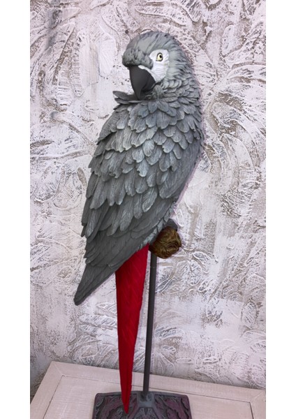 Papağan Kaideli Jako Büyük fiyatları