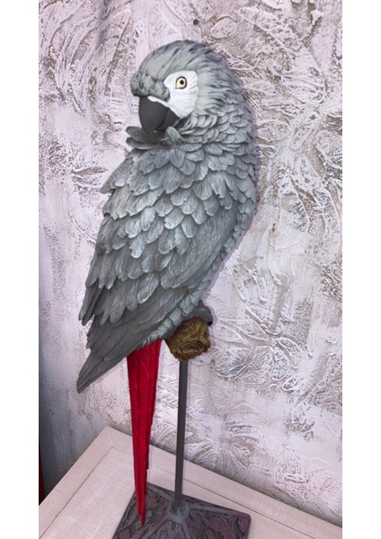 Papağan Kaideli Jako Büyük modelleri