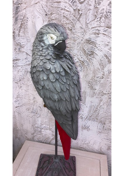 Papağan Kaideli Jako Büyük fırsatları