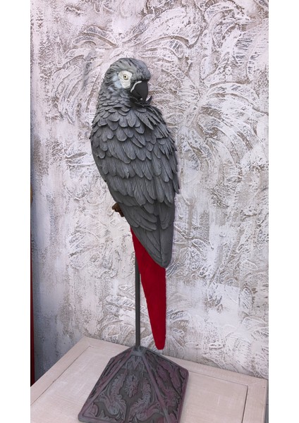 Papağan Kaideli Jako Büyük indirimleri