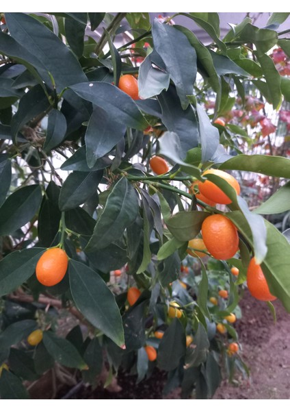 Kumkuat Reçeli- 2 Adet 400gr fiyatları