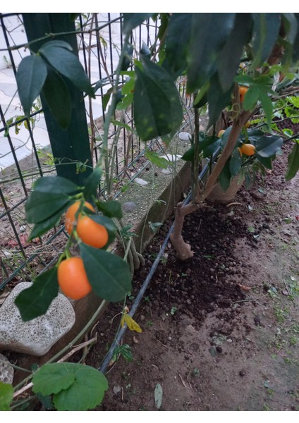 Kumkuat Reçeli- 2 Adet 400gr fırsatları