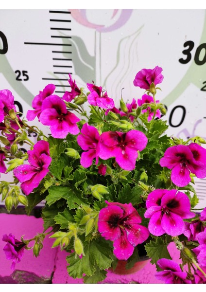 Mor Alacalı Ceylangözü Sardunya (Pelargonium Domesticum) - Renkli Süs Bitkisi