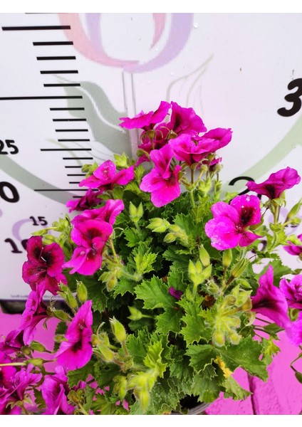 Mor Alacalı Ceylangözü Sardunya (Pelargonium Domesticum) - Renkli Süs Bitkisi fiyatları