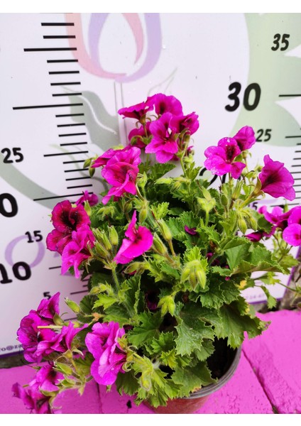 Mor Alacalı Ceylangözü Sardunya (Pelargonium Domesticum) - Renkli Süs Bitkisi modelleri