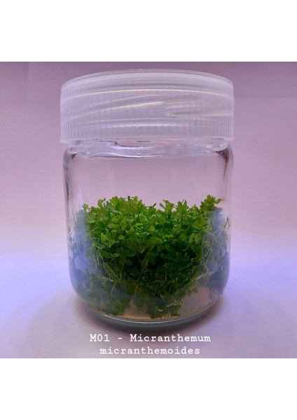 Micranthemum Micranthemoides In Vıtro 200 cc Dev Kavanoz
