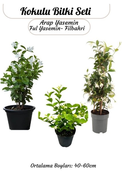 Yoğun Kokulu Bahçe Çiçeği Seti Ful Yasemin+ Arap Yasemin+Filbahri Çiçeği