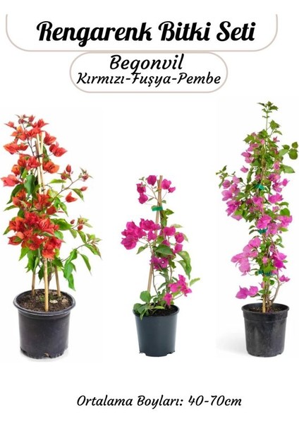 3'lü Rengarenk Begonvil Seti Kırmızı -Pembe- Fuşya Renk Saksılı Sarmaşık Bitki