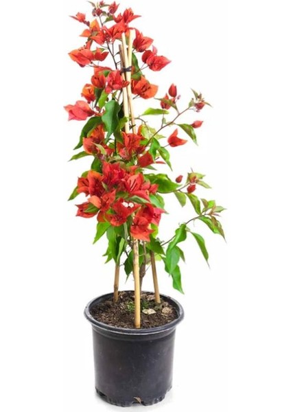 3'lü Rengarenk Begonvil Seti Kırmızı -Pembe- Fuşya Renk Saksılı Sarmaşık Bitki fiyatları