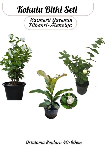 Kampanyalı Kokulu Bitki Seti Manolya+ Fiilbahri+ Katmerli Ful Yasemin Çiçeği
