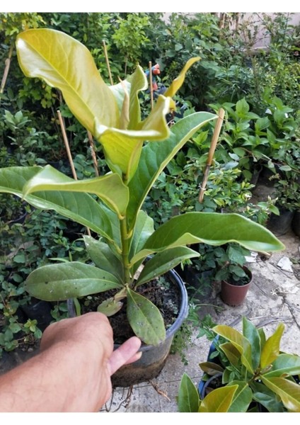 Kampanyalı Kokulu Bitki Seti Manolya+ Fiilbahri+ Katmerli Ful Yasemin Çiçeği fırsatları