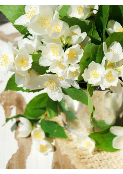 Filbahri (Lagerstroemia Indica) – Saksılı Bol Çiçekli Bahçeye Uygun (30-50CM) modelleri