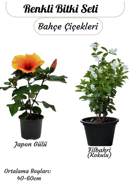 Turuncu Renk Japn Gülü Çiçeği+ Yoğun Kokulu Filbahri (Philadelphus)
