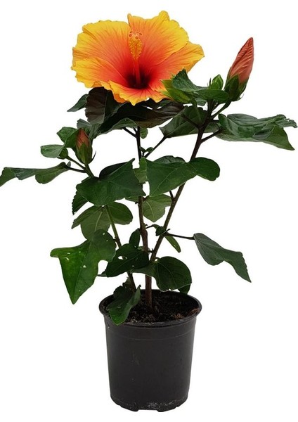 Turuncu Renk Japn Gülü Çiçeği+ Yoğun Kokulu Filbahri (Philadelphus)