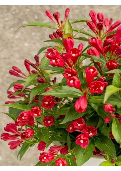 Kırmızı Renk Gelin Tacı Vangelya Çiçeği 1 Adet Saksılı 30-50CM ( Weıgela Florıda)