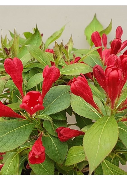 Kırmızı Renk Gelin Tacı Vangelya Çiçeği 1 Adet Saksılı 30-50CM ( Weıgela Florıda) fiyatları