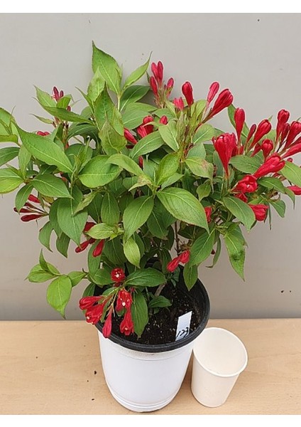 Kırmızı Renk Gelin Tacı Vangelya Çiçeği 1 Adet Saksılı 30-50CM ( Weıgela Florıda) modelleri