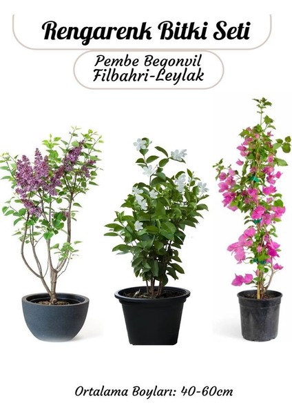 Pembe Begonvil- Filbahri Ağaç Şakayığı- Kokulu Leylak Çiçeği Bahçe Seti
