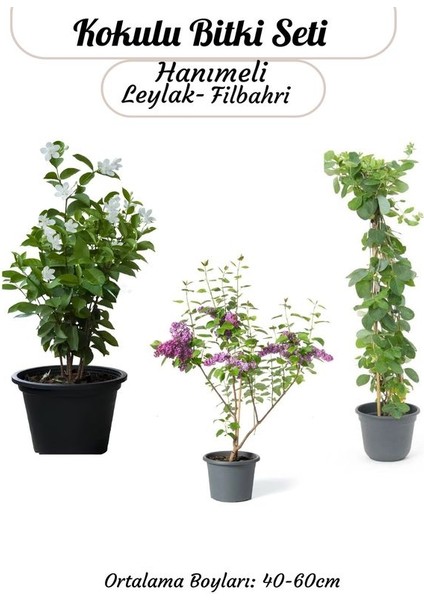 Kokulu Bahçe Çiçekleri Hanımeli + Filbahri (Philadelphus)+ Kokulu Leylak Çiçeği