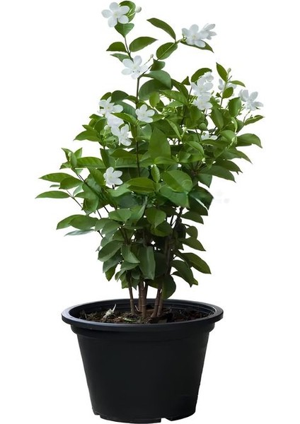 Kokulu Bahçe Çiçekleri Hanımeli + Filbahri (Philadelphus)+ Kokulu Leylak Çiçeği