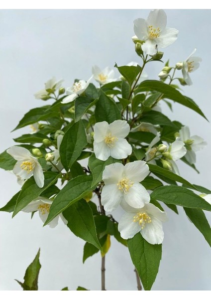 Kokulu Bahçe Çiçekleri Hanımeli + Filbahri (Philadelphus)+ Kokulu Leylak Çiçeği