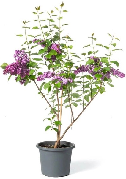Kokulu Bahçe Çiçekleri Hanımeli + Filbahri (Philadelphus)+ Kokulu Leylak Çiçeği