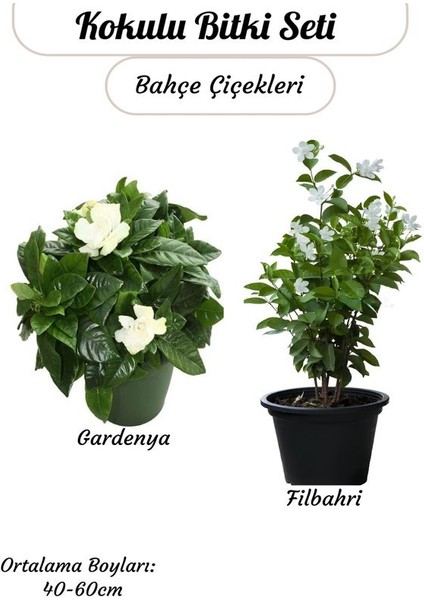 2'li Kokulu Bitki Seti Filbahri (Philadelphus) +Gardenya Çiçeği Bahçe Balkon Çiçeği