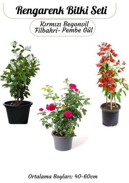 Ağaç Şakayığı -Filbahri +Kokulu Isparta Gülü+ Kırmızı Renk Begonvil Çiçeği