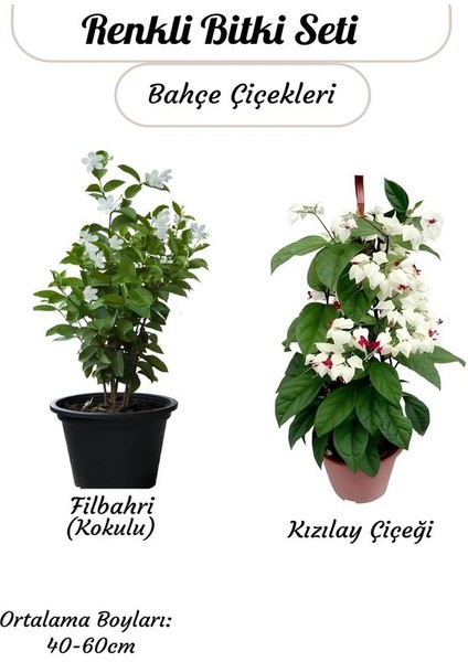 Renkli 2'li Sarmaşık Bitki Kızlay (Kanayan Kalpler)+ Filbahri Beyaz Ağaç Menekşesi