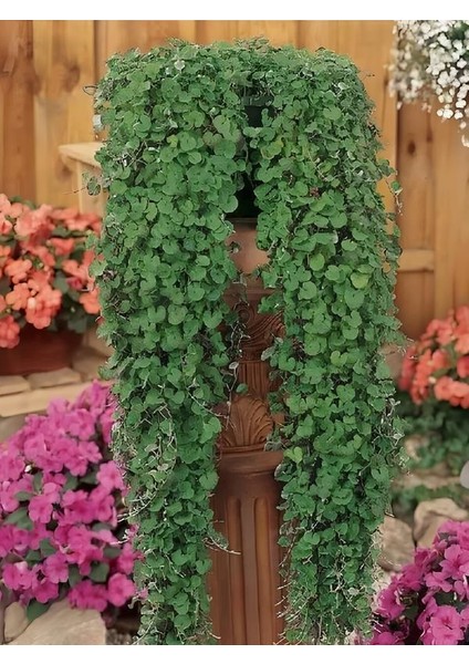 Dichondra Repens Soğuğa Dayanıklı Fare Kulağı Bitkisi Saksılı 10-15CM