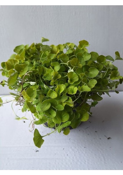 Dichondra Repens Soğuğa Dayanıklı Fare Kulağı Bitkisi Saksılı 10-15CM