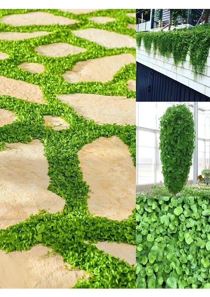 Dichondra Repens Soğuğa Dayanıklı Fare Kulağı Bitkisi Saksılı 10-15CM