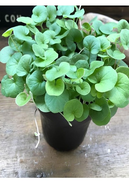 Yer Örtücü Yeşil Yapraklı Fare Kulağı Bitkisi Saksılı Soğuğa Dayanıklı
