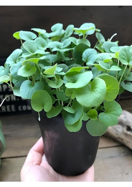 Yer Örtücü Yeşil Yapraklı Fare Kulağı Bitkisi Saksılı Soğuğa Dayanıklı fiyatları