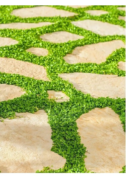 Yer Örtücü Yeşil Yapraklı Fare Kulağı Bitkisi Saksılı Soğuğa Dayanıklı fırsatları