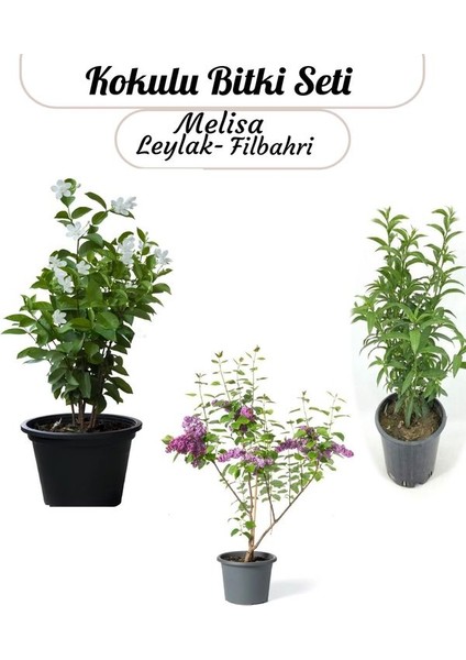 Saksılı Balkon Bahçesi Seti Filbahri- Melisa ve Leylak ile Mini Bahçenizi Kurun