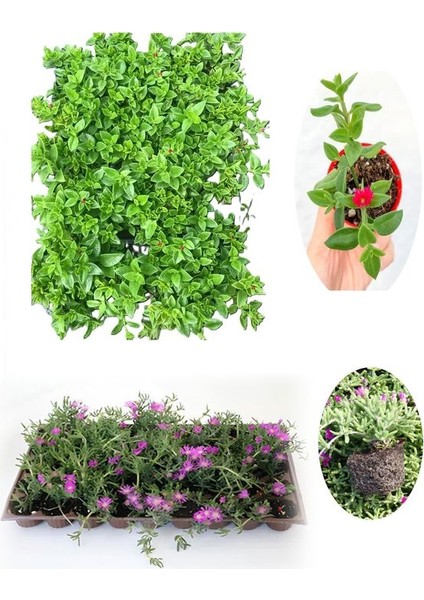 2'li Zemin Örtücü Bitki Seti 20 Buz + 20 Mezem (Acem Halısı) Viyolde Mezar Çiçekleri