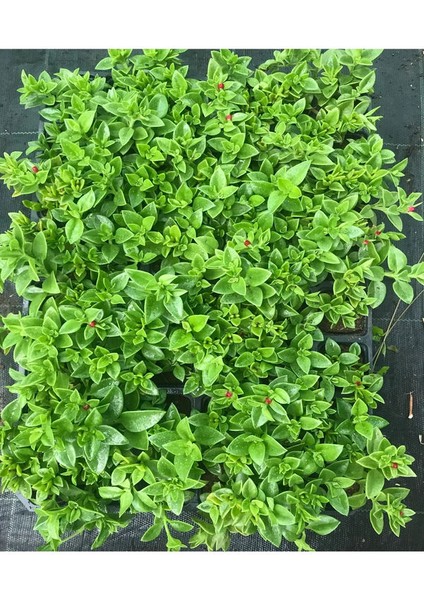 2'li Zemin Örtücü Bitki Seti 20 Buz + 20 Mezem (Acem Halısı) Viyolde Mezar Çiçekleri modelleri