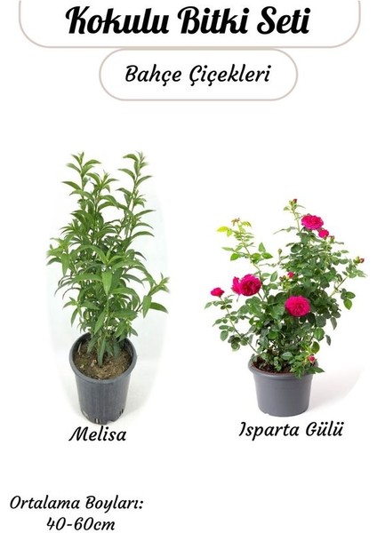 Yoğun Kokulu Gece Melisası (Akşam Sefası)+ Reçellik Pembe Isparta Gülü Saksılı