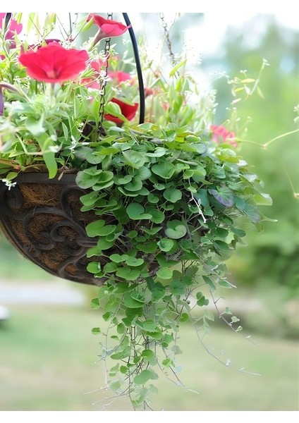Dichondra Repens- Fare Kulağı Çiçeği 1 Adet Saksılı Bahçe-Balkon Çiçeği