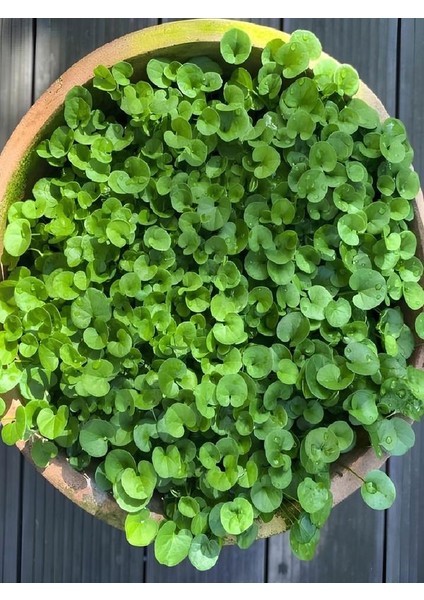 Dichondra Repens- Fare Kulağı Çiçeği 1 Adet Saksılı Bahçe-Balkon Çiçeği fiyatları